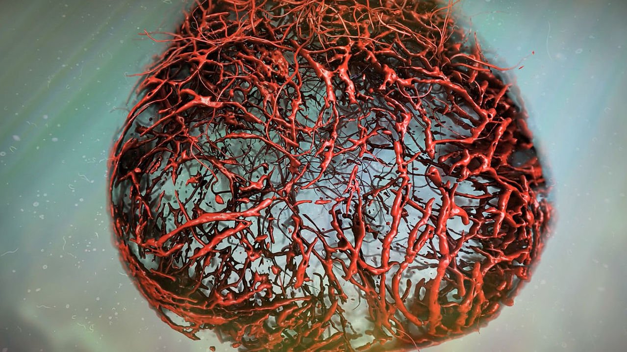 Scientists have grown in the lab, the ideal of human blood vessels