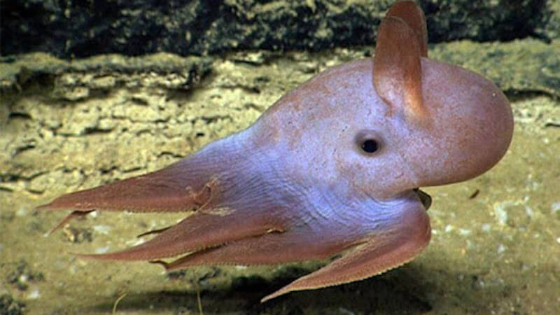 深海蛸は戸惑の研究者