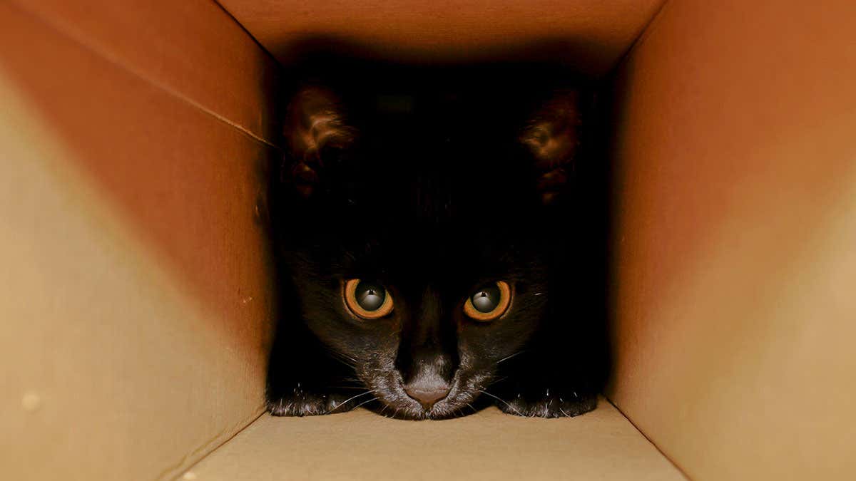 علماء الفيزياء عرف كيف ينقذ قطة شرودنغر