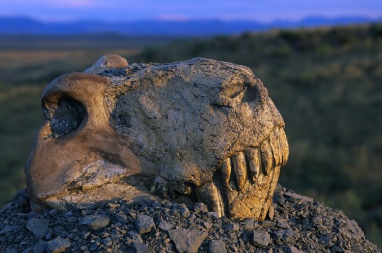 क्यों करोड़ों साल पहले किया गया था के जन विलुप्त होने के जानवरों?