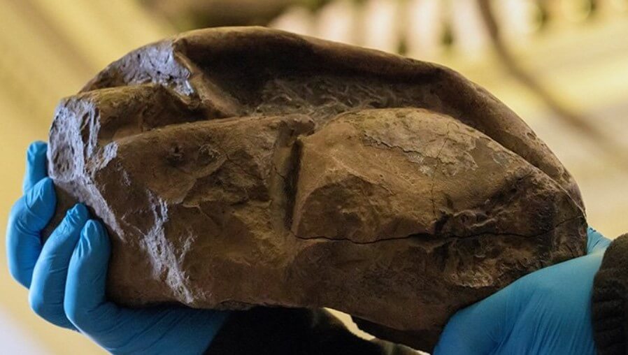 अंटार्कटिका में पाया रहस्यमय पत्थर दिखाई दिया जा करने के लिए एक अंडे की प्राचीन राक्षस