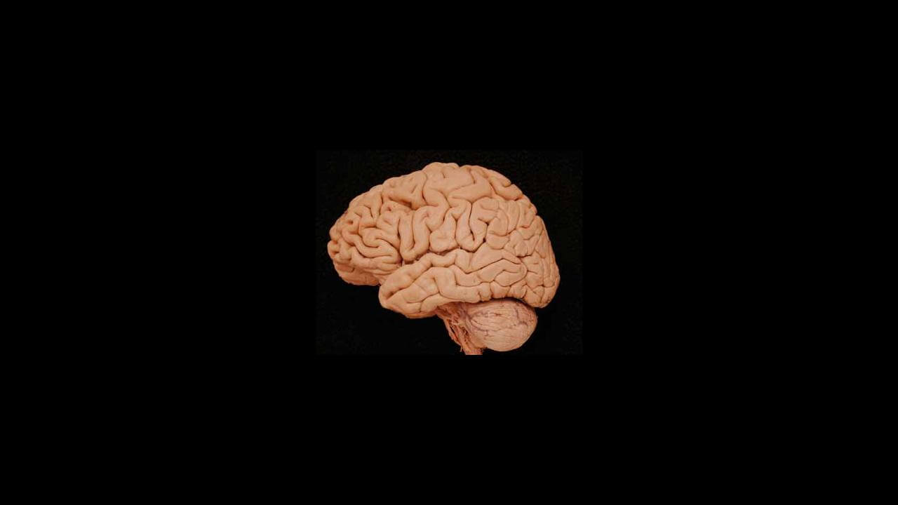 Eğer insanlar akıllı, o zaman neden beyin daha az olur?