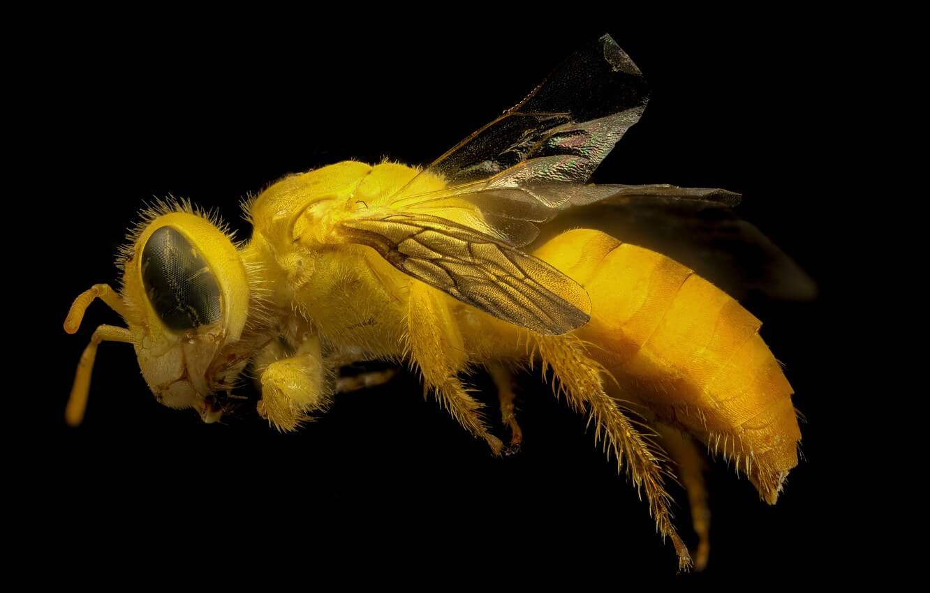 在美国杀害了数量创纪录的蜜蜂。 会有什么后果？