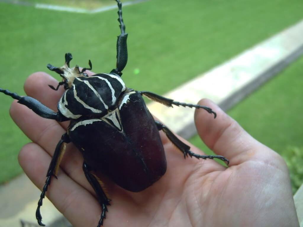 Der größte Käfer der Welt kann Sie klopfen mit den Füßen