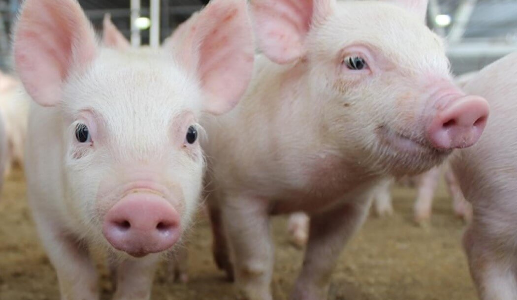 Нахрюкались: o álcool faz com que os porcos mais feliz, e a sua carne mais saborosa