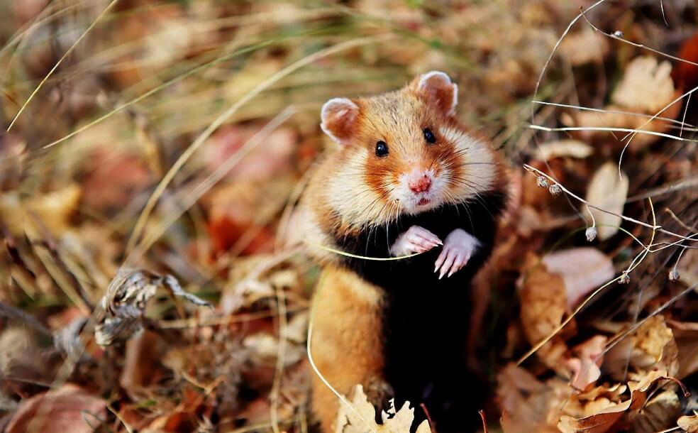 Les hamsters sont menacés d'extinction