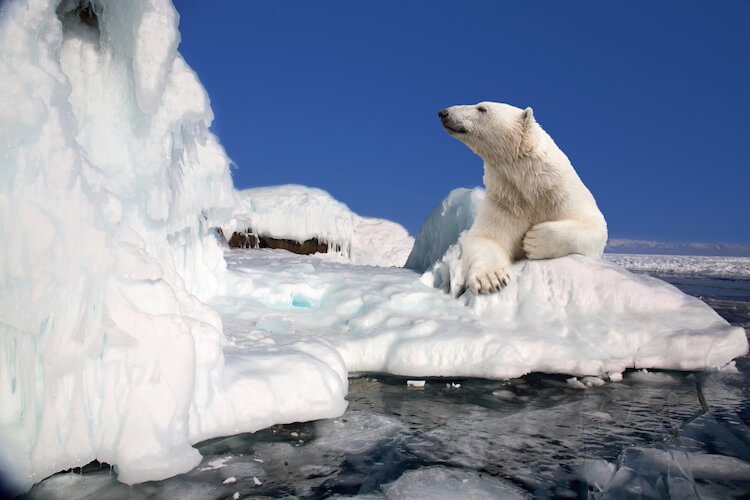 20 fatos sobre o pólo Norte, que não sabem a todos