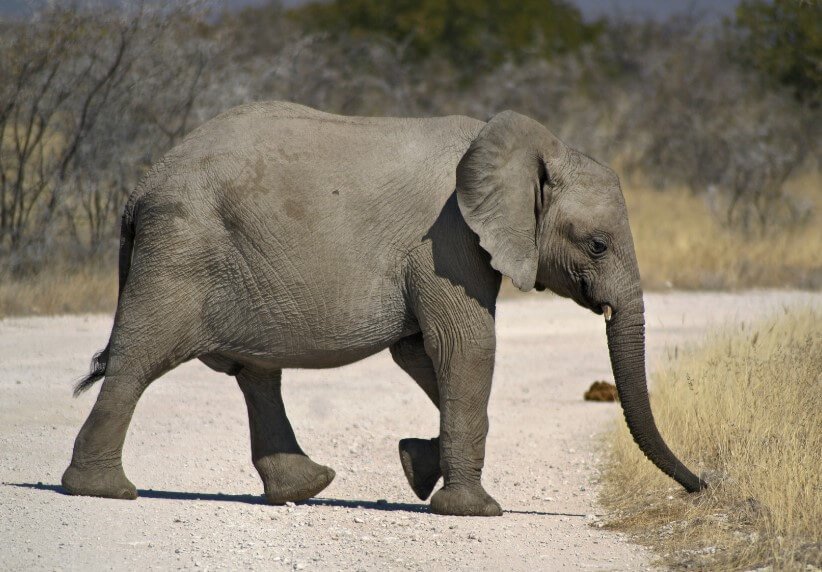En Afrique continuent de mourir des éléphants. Les scientifiques soupçonnent déjà, pourquoi