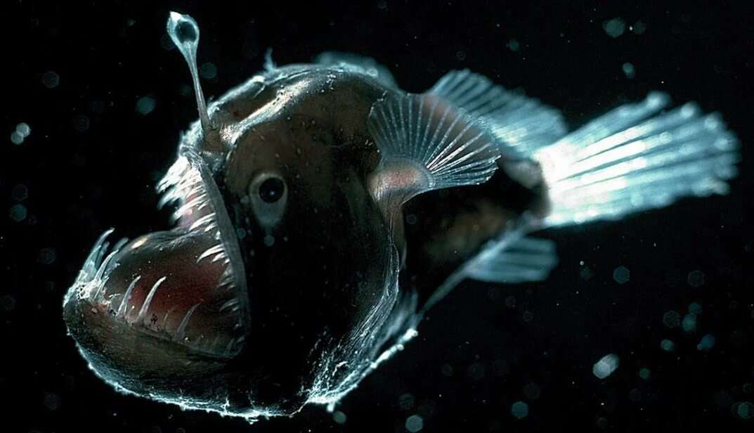 Jak, a co najważniejsze dlaczego: dwie przerażające ryby mogą stać się jednym
