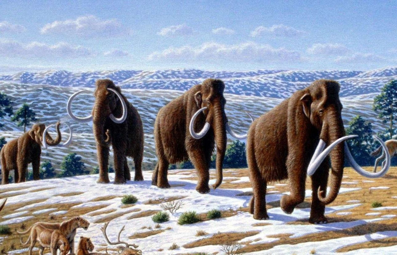 Biyologlar Harvard üniversitesi karar diriltmek mamut iki yıl