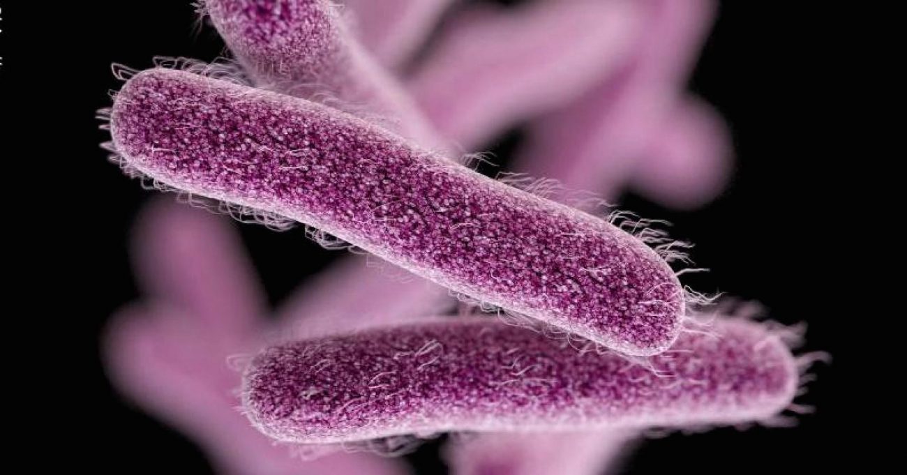 Damla aztek bağlı flaş ile salmonella