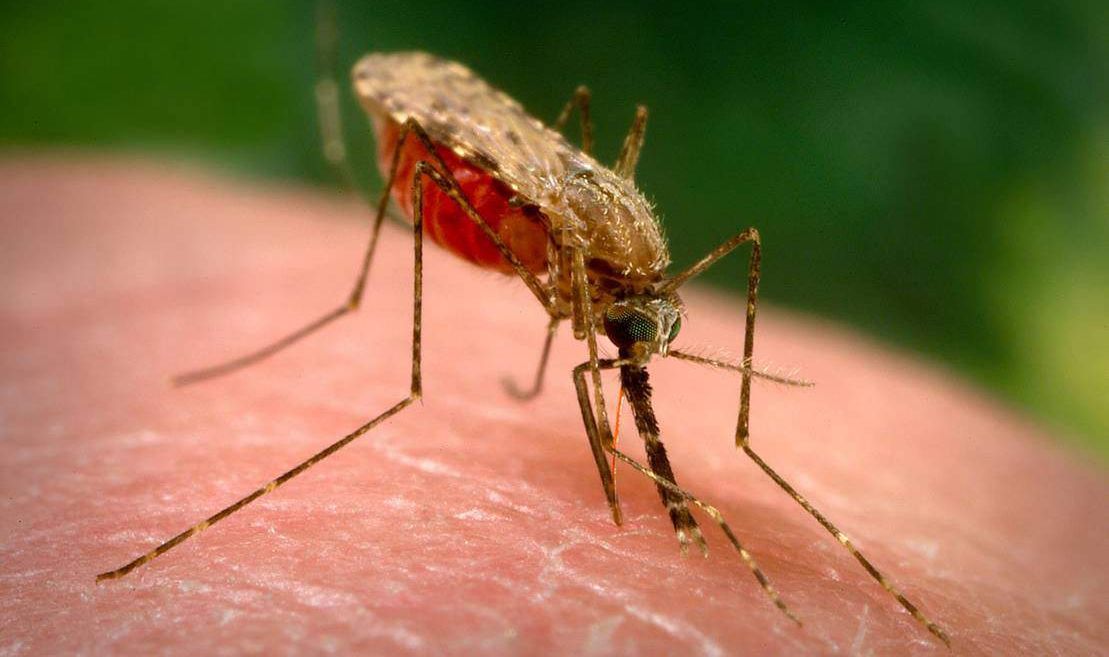 La vacuna contra la malaria se ha completado con éxito los ensayos clínicos