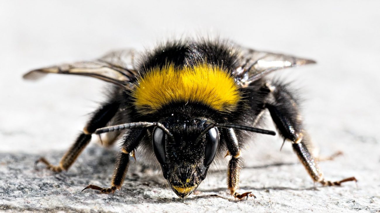 At the University of London bees are taught to play ball