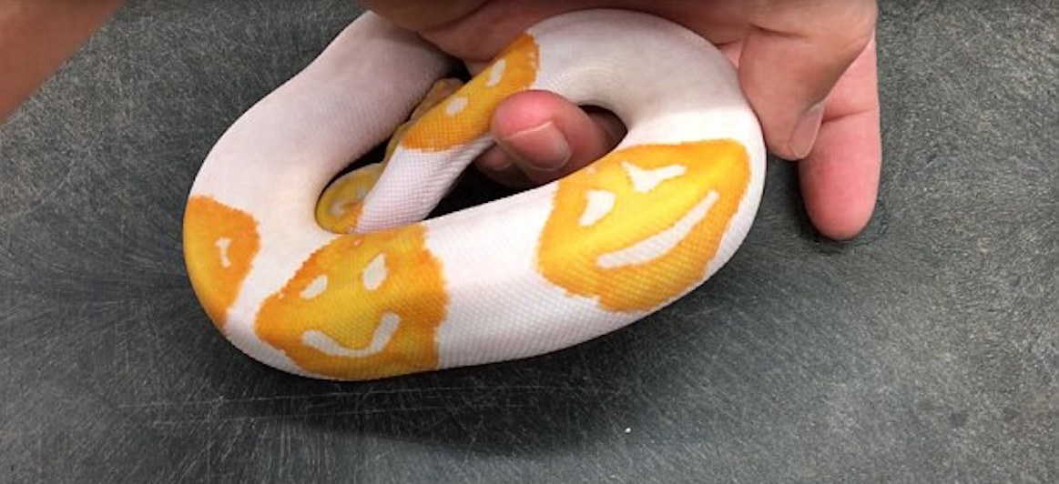 Opdrætter fra USA, der føres ud Python print Emoji-Emoji på kroppen