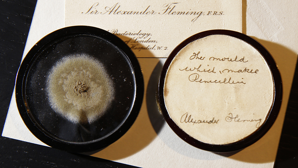 At auction for 15 thousand dollars was sold to a 90-year-old mold sample