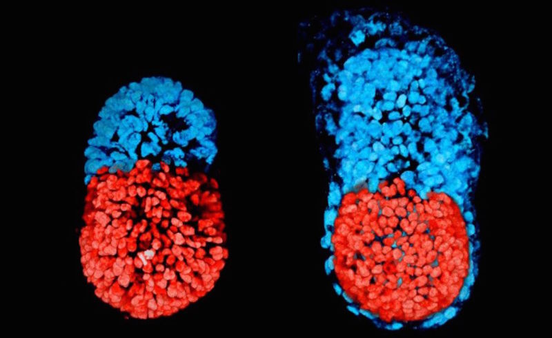 Creato il primo al mondo embrione senza l'utilizzo di ovuli e spermatozoi