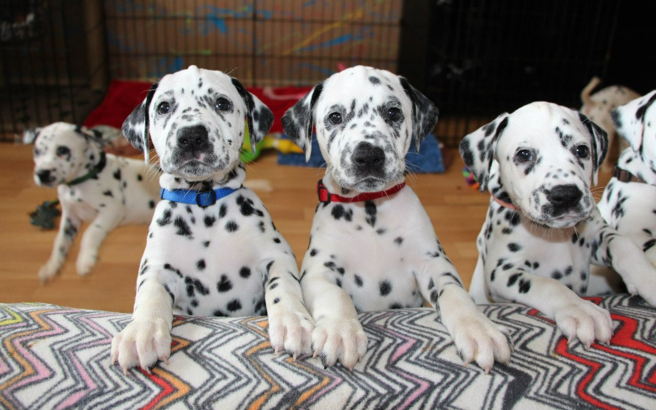 Sarebbe d'accordo ad interventi di modifica del cane per la sua salute?