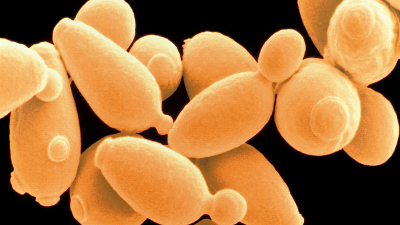 Humanity is one step closer to creating synthetic yeast