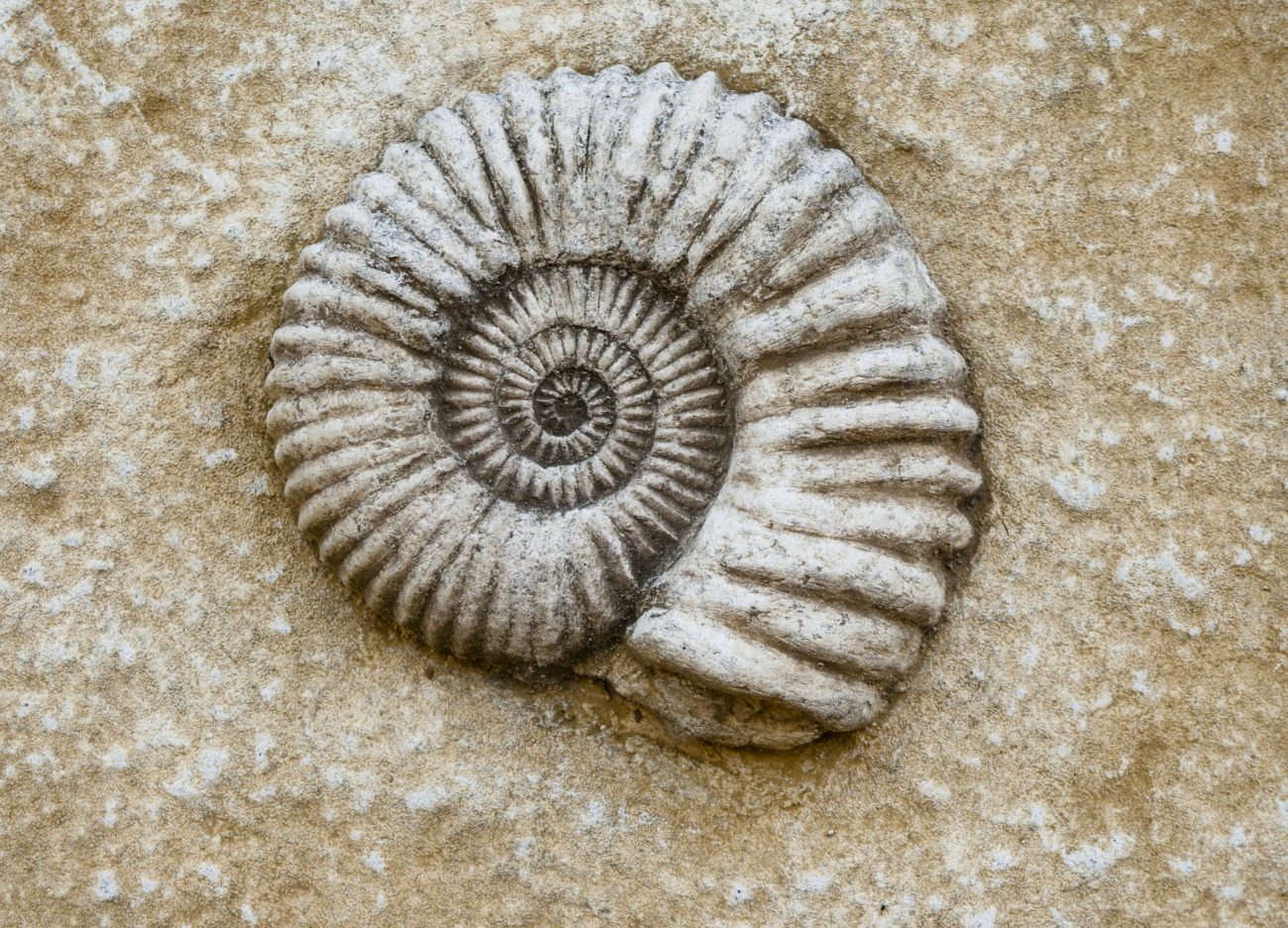 Så upptäcktes den äldsta fossil i världen