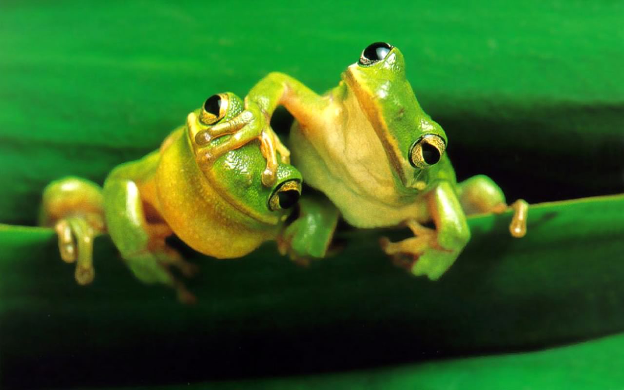 Das Grippevirus helfen, zu zerstören, der Frosch... 