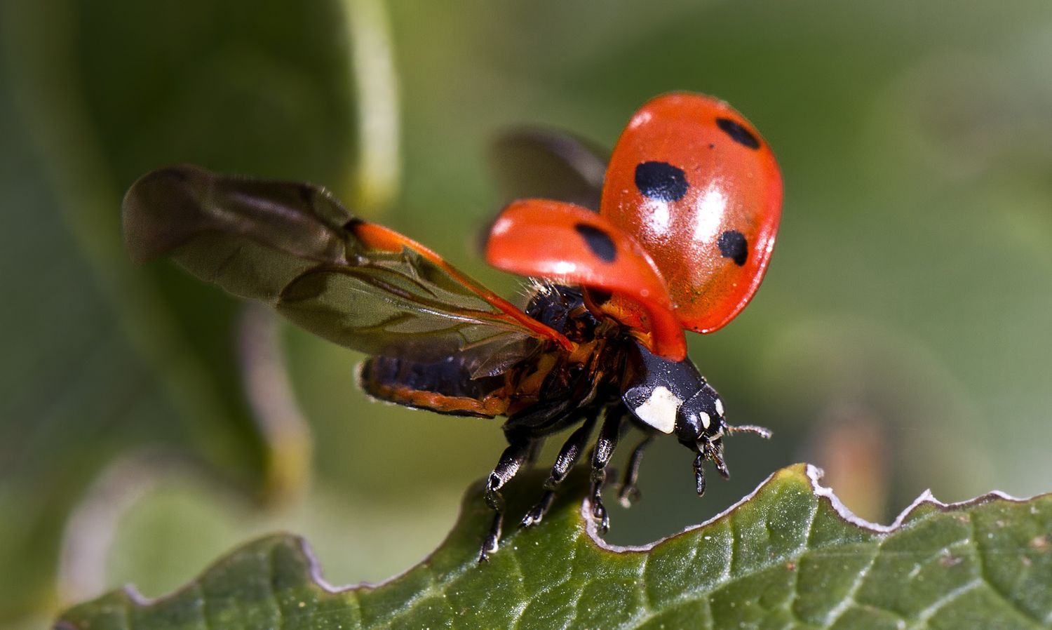 Japanese scientists have unraveled the secret of ladybugs