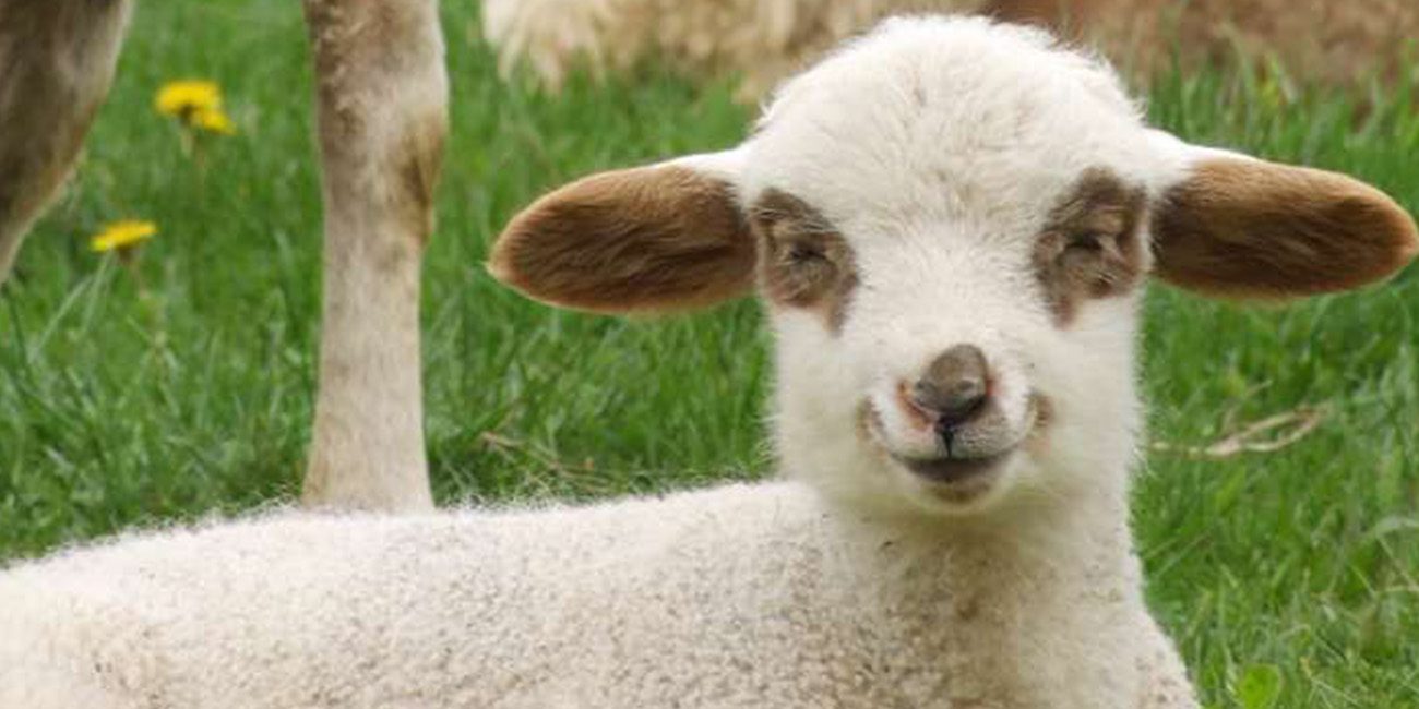 Imprimant des cellules souches биоручку testé sur des moutons