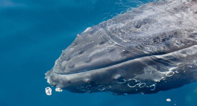 ¿Por qué las ballenas tan grandes? Parece que la ciencia tiene la respuesta