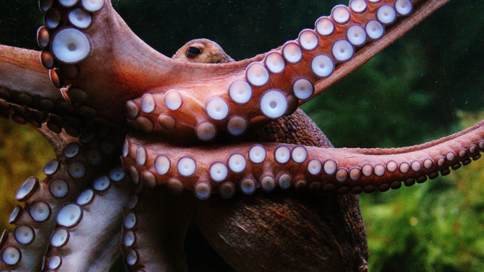 Oktopus inspiriert Wissenschaftler auf die Schaffung von U-Klebeband