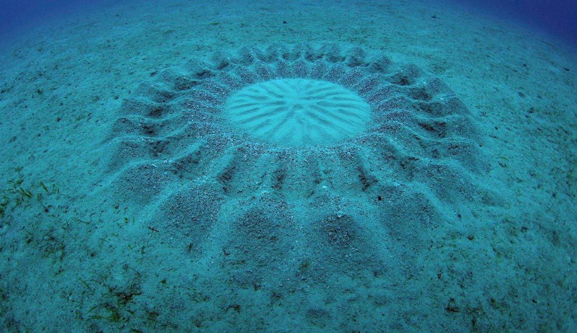 #Video des Tages | der Autor der geheimnisvollen Unterwasser-Kreisen hat sich der Fisch-Romantiker