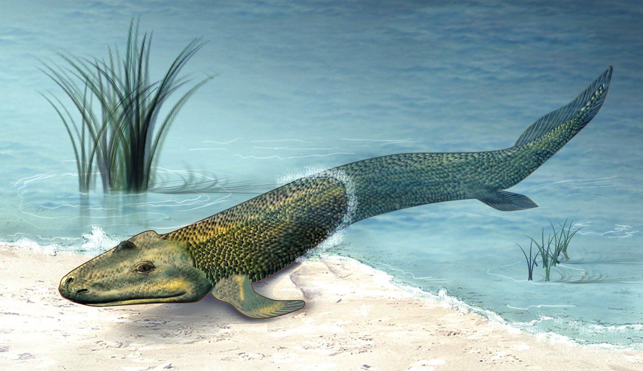 Found the missing link in evolution between fish and amphibians