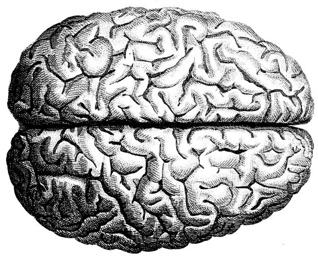 Die Wissenschaftler wollen ziehen den Tod mit Hilfe von Stammzellen