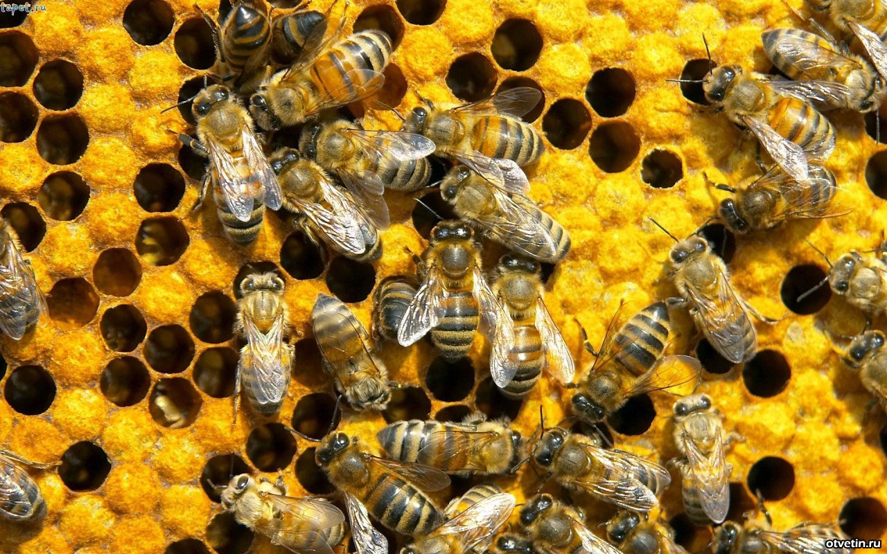 10 things that will disappear forever if the bees disappear