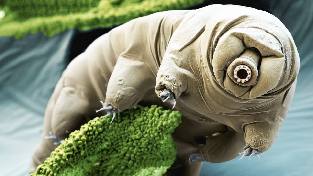 Tardigrades can survive the fall of an asteroid and supernova explosion