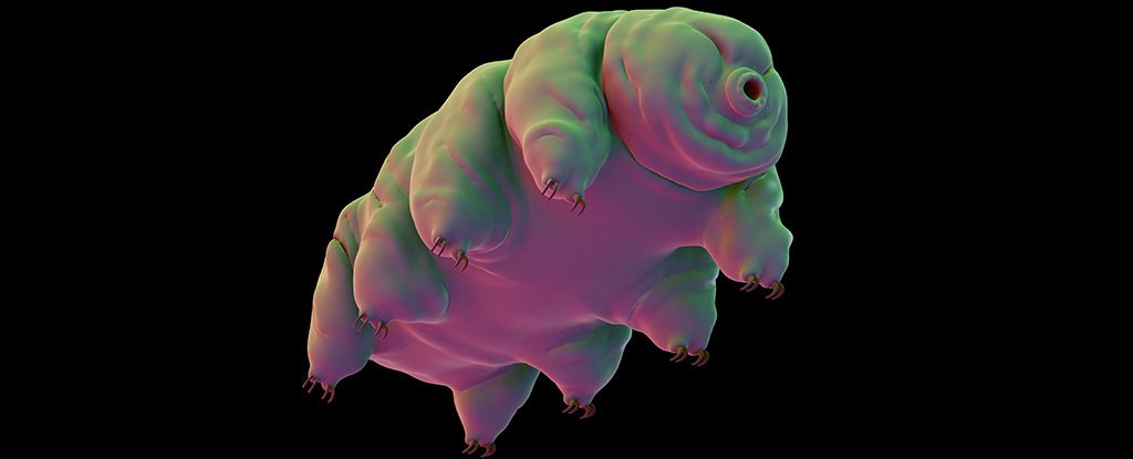 वैज्ञानिकों बाहर आंकड़ा कैसे और कहाँ करने के लिए दिखाई देते हैं tardigrades