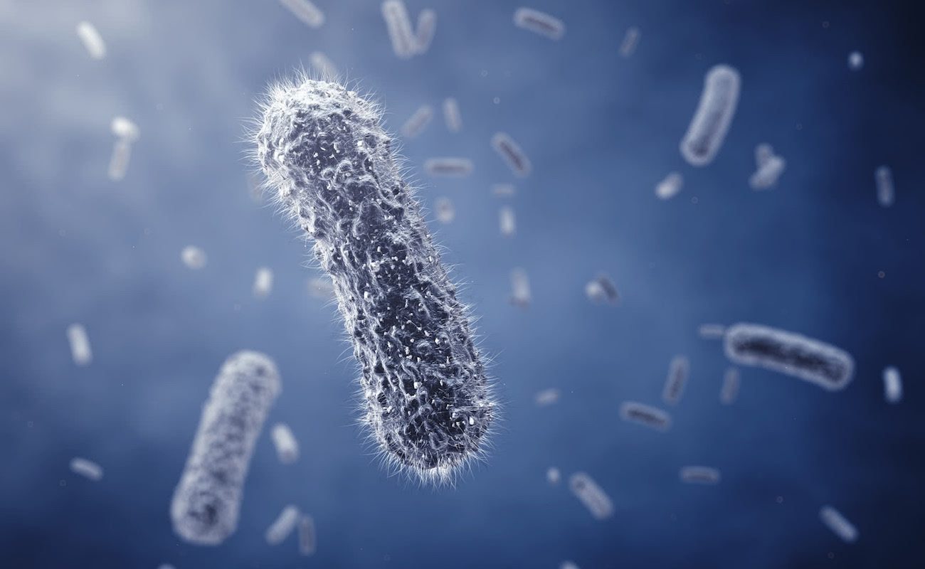 Z escherichia coli zrobili bio