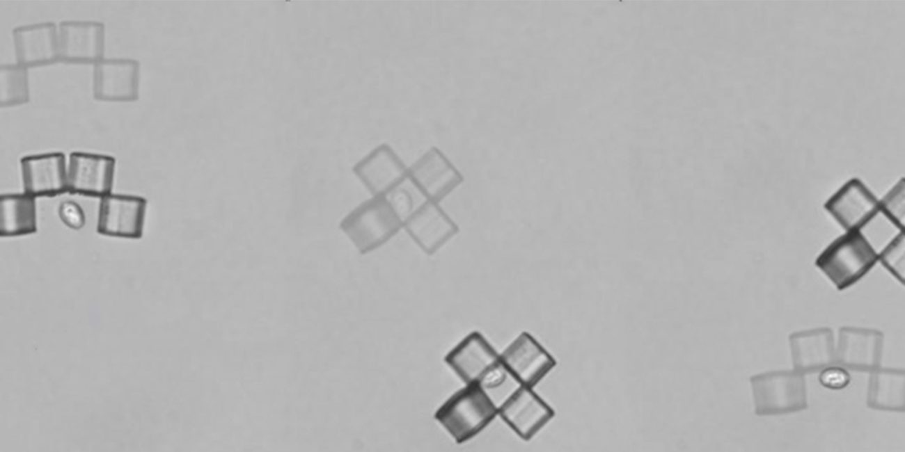 Microbots-origami caught a yeast cell