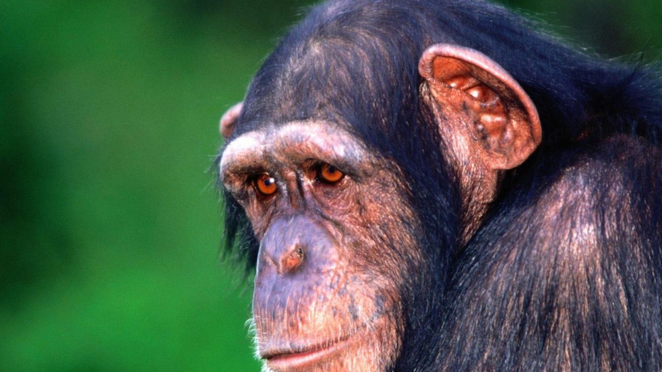 La enfermedad de alzheimer descubrió el chimpancé