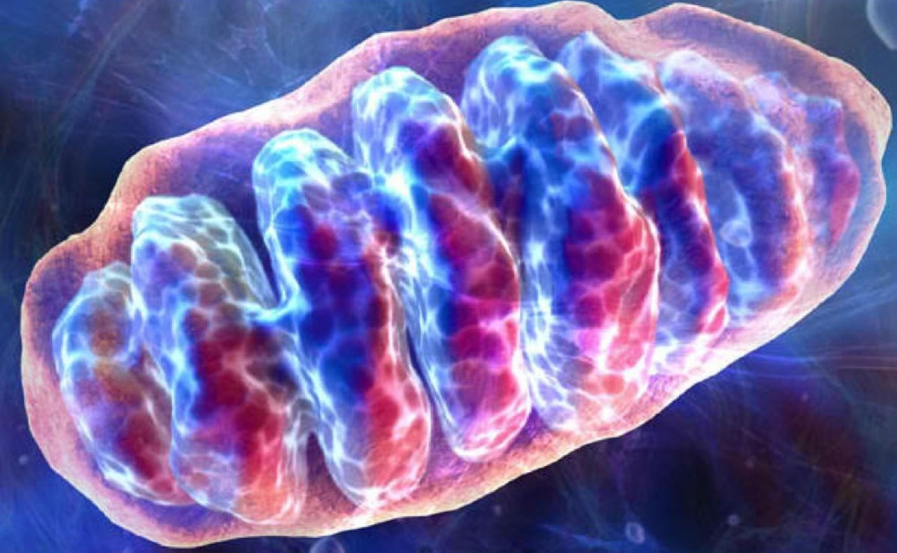 L'analisi, che determinerà la data di morte del tuo cuore