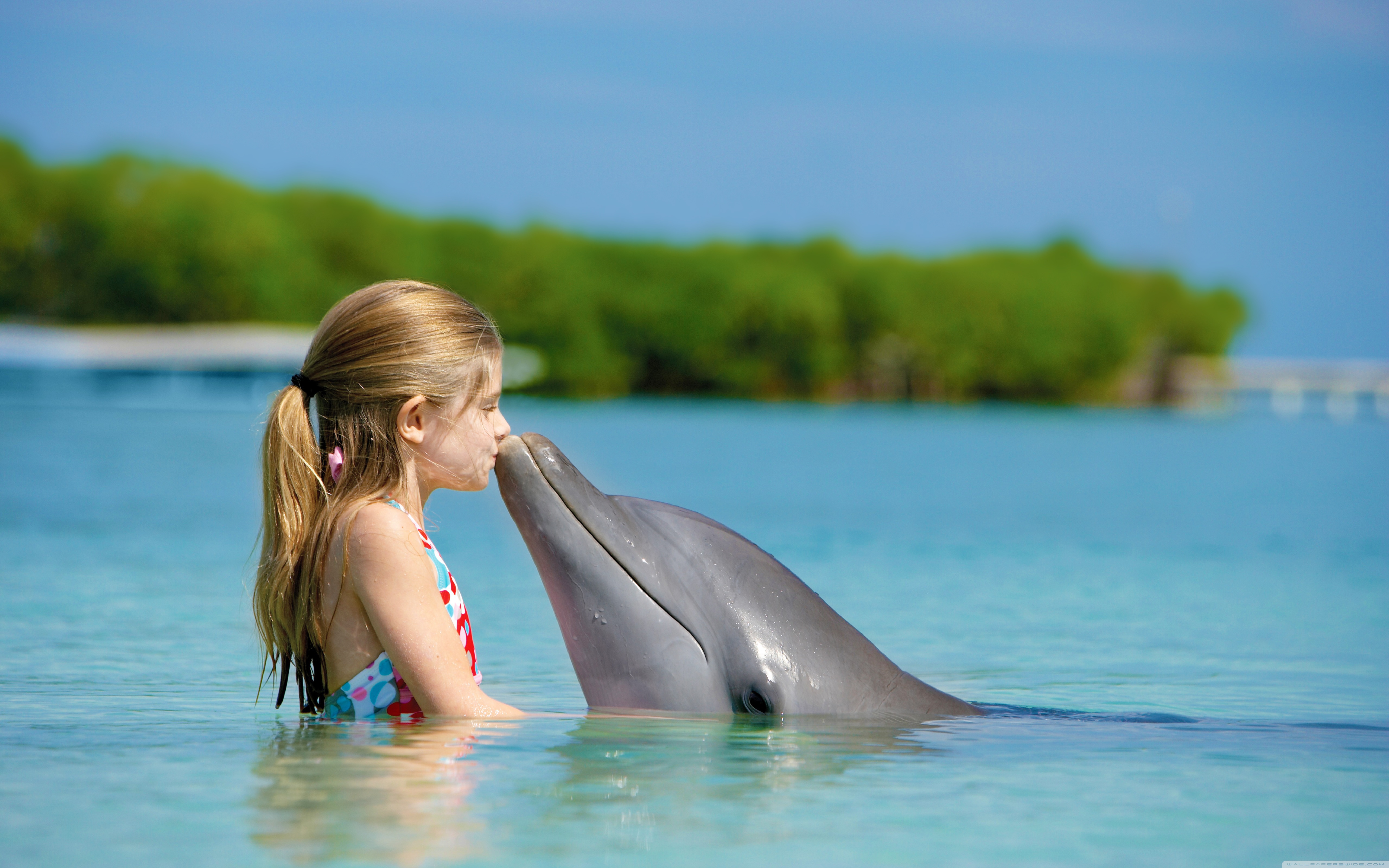 Vraiment si les dauphins sont aussi intelligents, comme le disent?