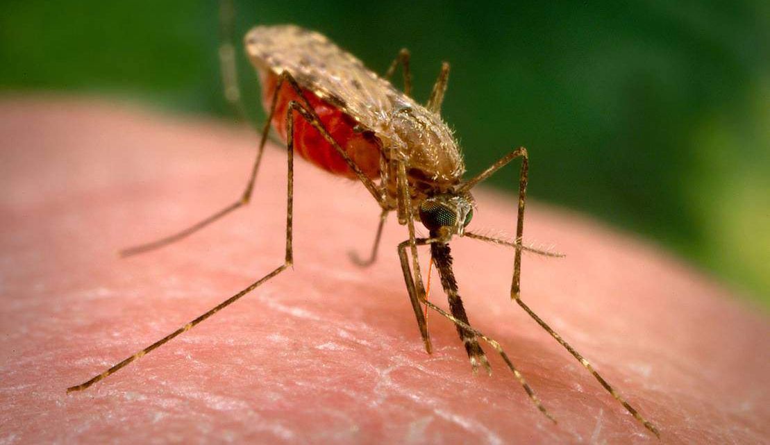 Nos estados unidos os mosquitos vão destruir com armas bacteriológicas