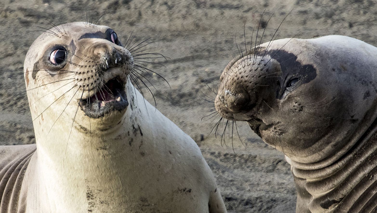 #fotoğraf | İş finalistler yarışma fotoğrafları Comedy Wildlife Photography 2017