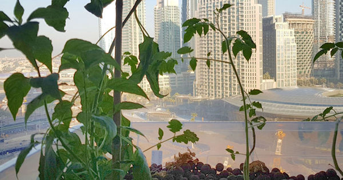 में छपी दुबई की पहली ऊर्ध्वाधर खेत