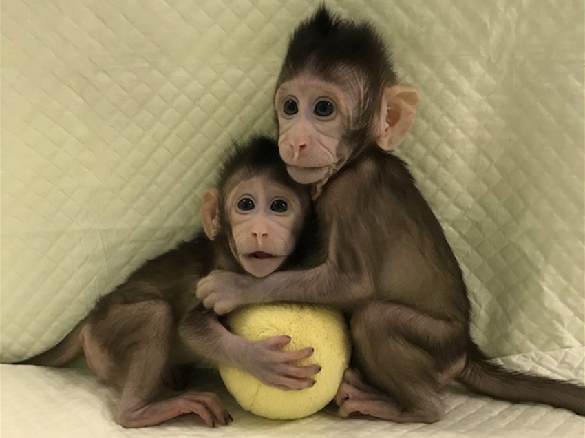 중국의 유전학자들이 복제 첫 번째 원숭이의 방법으로 돌리는 양