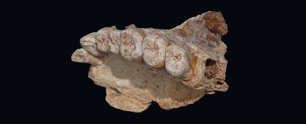 现代人类来到了非洲有50万年前比以前所认为的