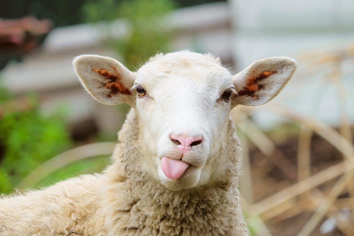 Des organes pour la transplantation se cultiver dans les moutons... 