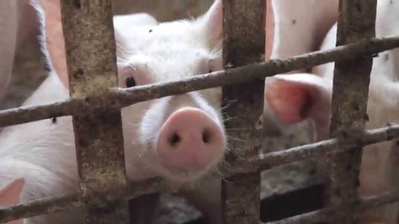 AI-system Alibaba kommer att hjälpa jordbrukarna att övervaka grisar