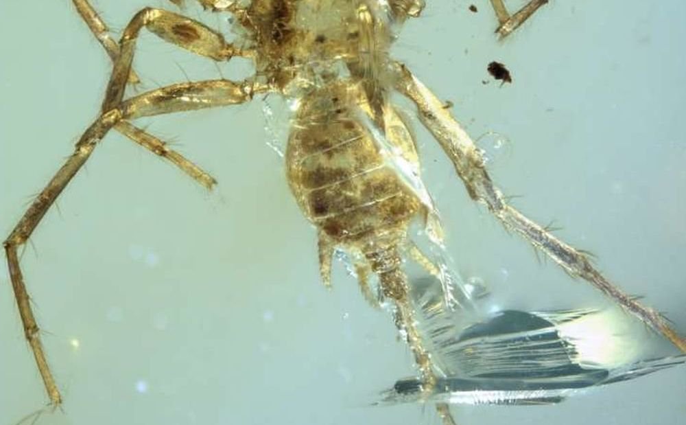 وقد اكتشف العلماء قطعة من العنبر انقرضت العنكبوت الوهم