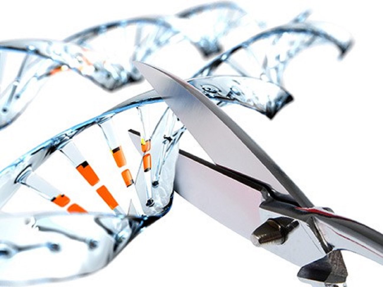 Scientists find unusual use of the editor CRISPR genome
