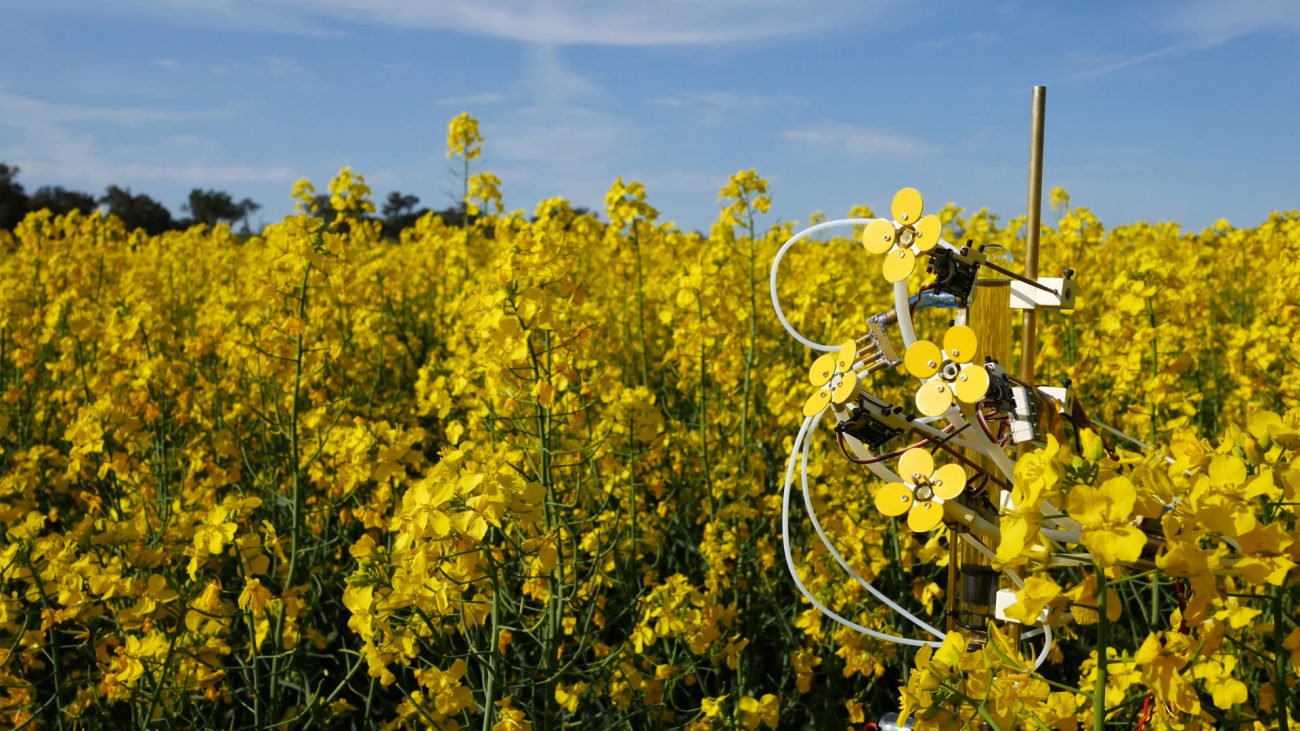 I Australien har skabt en kunstig blomst med nektar og pollen