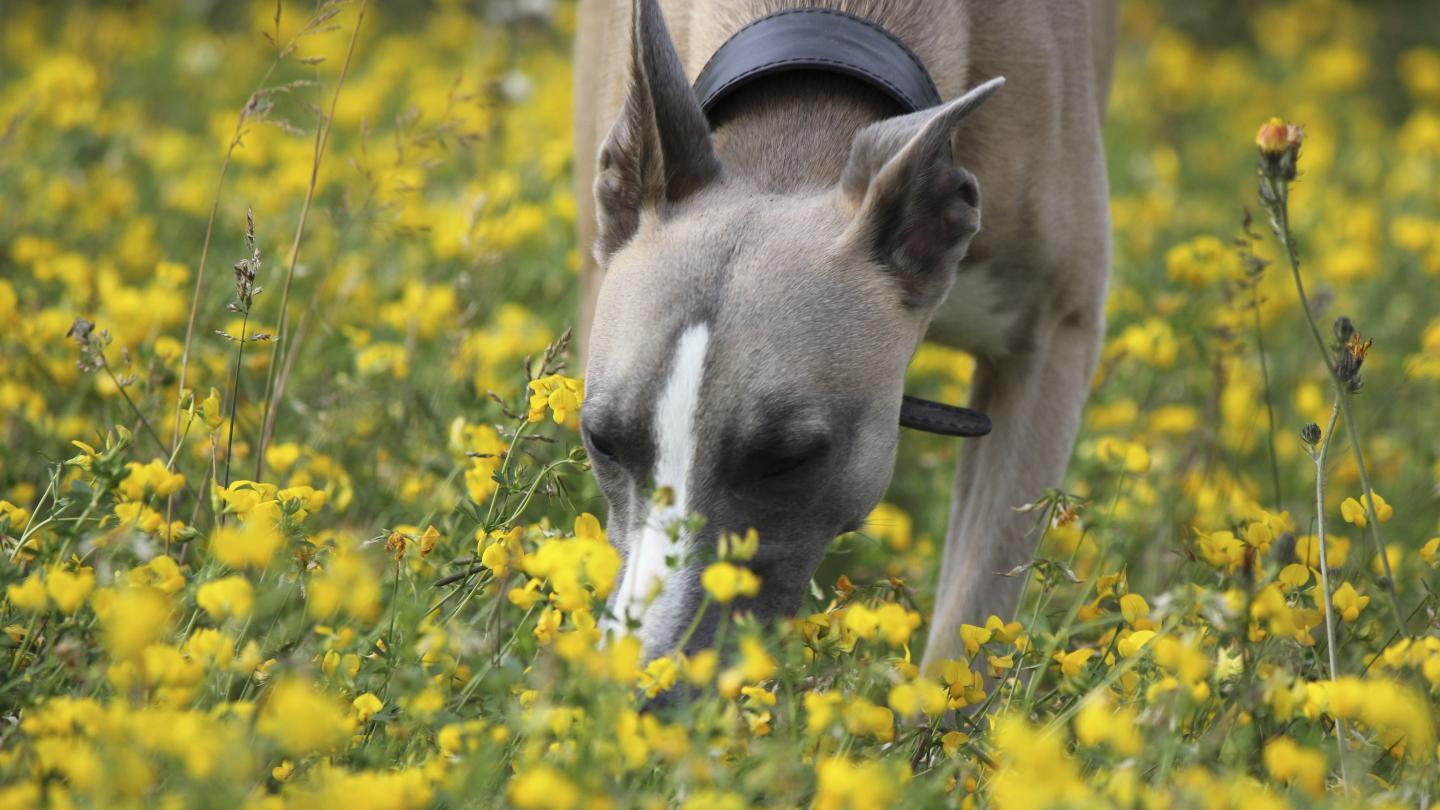 Sembra che i cani possono «vedere» i potenti naso